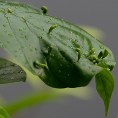 Eriophyes emarginatae