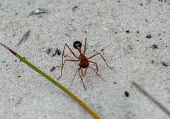 Myrmecia analis
