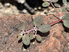 Euphorbia pediculifera