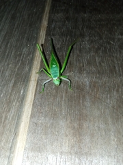 Frontinus