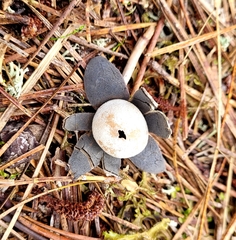 Astraeus hygrometricus