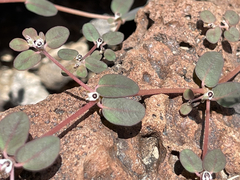 Euphorbia pediculifera