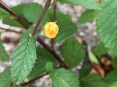 Malvastrum coromandelianum