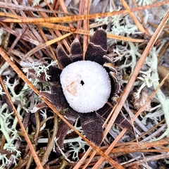 Astraeus hygrometricus