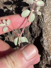 Euphorbia pediculifera