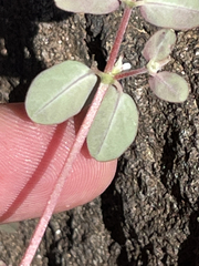 Euphorbia pediculifera
