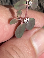 Euphorbia pediculifera