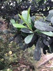 Dodonaea viscosa