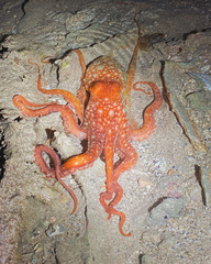 Callistoctopus