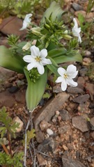 Zephyra