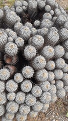 Copiapoa dealbata