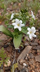Zephyra