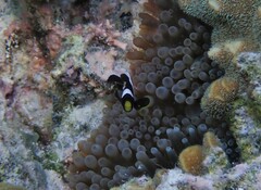 Entacmaea quadricolor