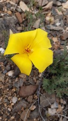 Balbisia peduncularis