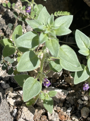 Pseudorontium cyathiferum
