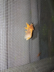 Thoscora
