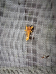 Thoscora