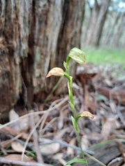Pterostylis melagramma