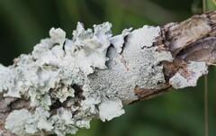 Parmotrema hypotropum