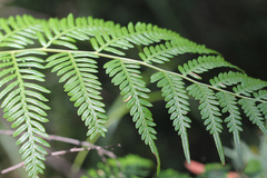Pteridium esculentum