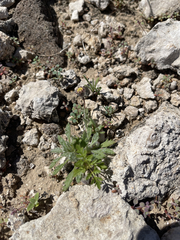 Trichoptilium incisum