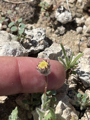 Trichoptilium incisum