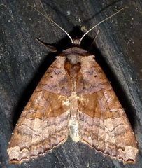 Phlogophora periculosa