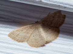 Scopula inductata