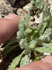 Trichoptilium incisum