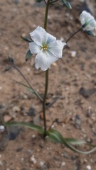 Zephyra
