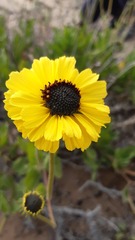 Encelia canescens
