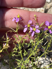Fagonia laevis