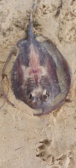 Trygonoptera imitata