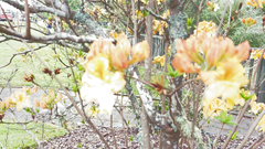 Rhododendron calendulaceum