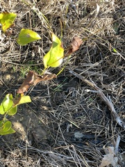 Ranunculus flabellaris