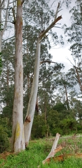 Eucalyptus viminalis viminalis