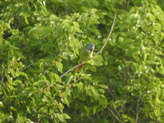 Thectocercus acuticaudatus