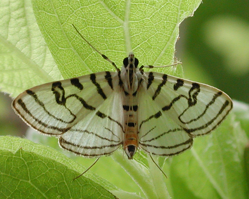 Photo of Zebra Conchylodes Moth (Conchylodes ovulalis)