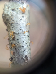 Calocera cornea