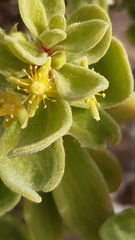 Tetragonia