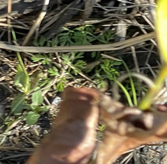 Ranunculus flabellaris