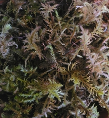 Kindbergia praelonga