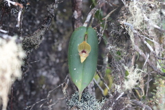 Pleurothallis siphoglossa