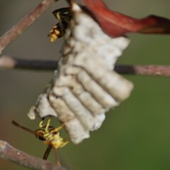 Polistes exclamans