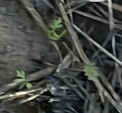 Ranunculus flabellaris