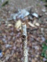 Calocera cornea