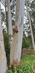 Eucalyptus viminalis viminalis