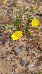 Oenothera coquimbensis