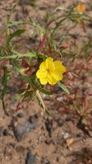 Oenothera coquimbensis