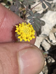 Trichoptilium incisum